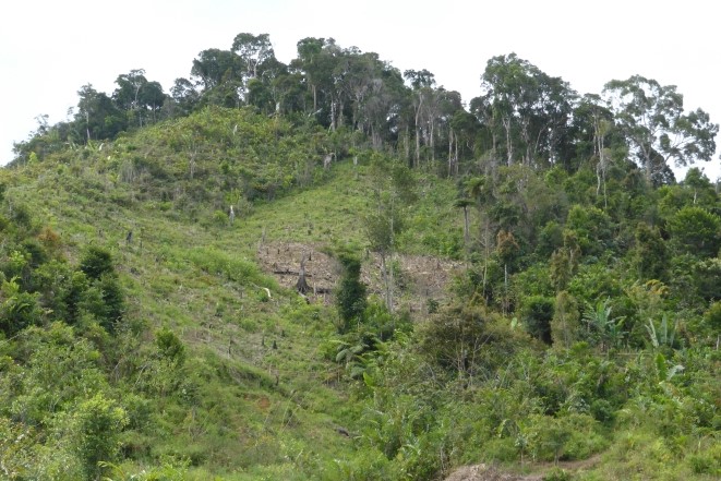 Shifting cultivation in north-eastern Madagascar