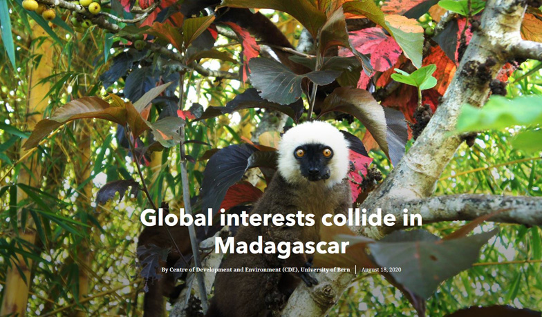 Lemur in Madagascar