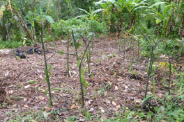 Field mission in Madagascar