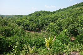 Fieldwork in Myanmar